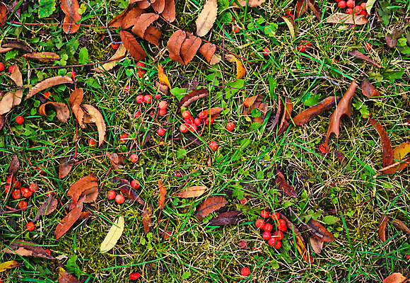 포토 JPG 해외이미지 식물 계절 열매 음식 백그라운드 자연 디저트 이끼 사람없음 빨간색 초록색 햇빛 환경 수확 성장 가을 흰색 신선 유기농 날것 비타민 국산 강렬 숙성 많음 해외포토 웰빙 컬러 컨셉 농업 태양 생태계 영양소 파일형식 이미지허브