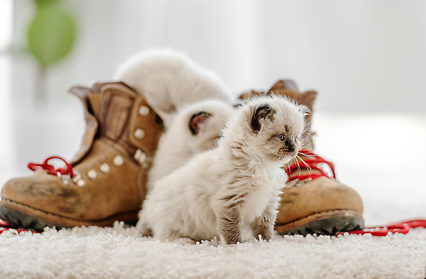 포토 JPG 해외이미지 응시 새끼 부츠 실내 세마리 사람없음 아웃포커스 귀여움 고양이 랙돌 해외포토 동물 시선 신발 컨셉 포유류 촬영기법 3 내부 반려동물 파일형식 이미지허브