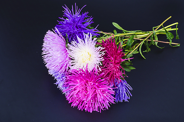 포토 JPG 해외이미지 식물 계절 꽃잎 꽃 줄기 분홍색 꽃다발 백그라운드 잎 꽃무늬 자연 프레임 국화 발렌타인데이 사랑 사람없음 장식 빨간색 초록색 파란색 컬러풀 뷰티 노란색 머리 정원 보라색 검은색 봄 활발 벚꽃 흰색 신선 생일 개화 날짜 오브젝트 싱글 고립 멀티 해외포토 기념일 감정 컬러 컨셉 무늬 데이이벤트 신체부위 생태계 파일형식 이미지허브