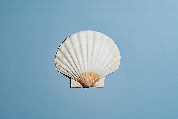 포토 JPG 해외이미지 디자인 야생동물 바다 여행 백그라운드 패턴 자연 벽지 리조트 휴가 조개 연체동물 항해 사람없음 장식 물 파란색 컬러풀 뷰티 노란색 수중 껍질 흰색 변화 심볼 해산물 오브젝트 질감 기념품 가리비 내추럴 열대기후 이국적 미니멀리스트 해외포토 자연요소 동물 컬러 컨셉 무늬 배_교통 어패류 무척추동물 생태계 파일형식 이미지허브