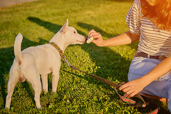 포토 JPG 해외이미지 주간 한마리 여자 반려견 한명 들기 잔디 상반신 성인 야외 앞모습 반려동물 산책 잡기 강아지 냄새 목줄 잭러셀테리어 성인여자한명만 해외포토 자연요소 식물 동물 1 뷰포인트 모션 휴식 사람 개 테리어 여자한명만 성인여자만 파일형식 반려용품 이미지허브