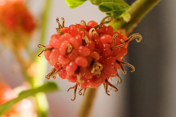 포토 JPG 해외이미지 열매 백그라운드 잎 과일 자연 디저트 건강 사람없음 빨간색 세로 빛 컬러풀 쌓기 환경 봄 성장 흰색 신선 그룹 닫기 달콤 맛 호주 먹기 오브젝트 유기농 A 건강식 고립 숙성 채식주의자 많음 맛있는 해외포토 식물 웰빙 알파벳 계절 음식 컬러 컨셉 모션 오세아니아 생태계 채식 파일형식 이미지허브