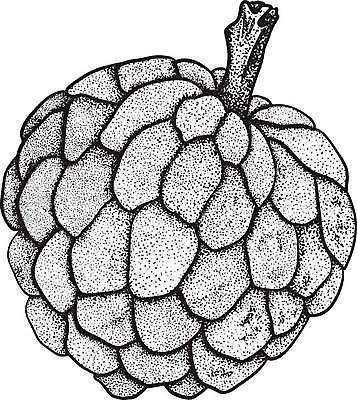 EPS 해외이미지 식물 음식 잎 농업 과일 일러스트 자연 디저트 건강 씨앗 세트 정원 수확 신선 달콤 사과 설탕 스케치 수집 메뉴 유기농 손그림 비타민 내추럴 이국적 채식주의자 현실 맛있는 해외일러스트 웰빙 산업 미술 맛 생태계 채식 영양소 파일형식 벡터 이미지허브