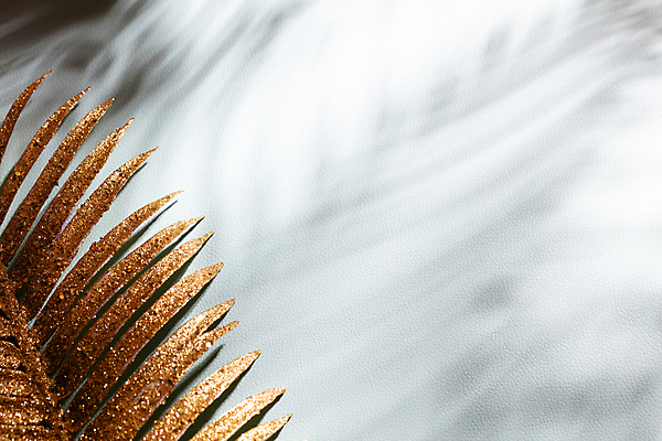 포토 JPG 해외이미지 나무 식물 디자인 실루엣 벽 백그라운드 잎 패턴 추상 숙이기 손바닥 그림자 사람없음 반사 어둠 봄 낭만 황금 소프트포커스 블러 양치류 해외포토 손 계절 포즈 컨셉 무늬 촬영기법 파일형식 이미지허브