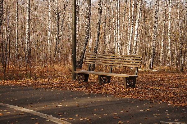 포토 JPG 해외이미지 주간 나무 공원 낙엽 벤치 사람없음 야외 숲 러시아 해외포토 자연요소 식물 공공시설 유럽 잎 의자 파일형식 이미지허브