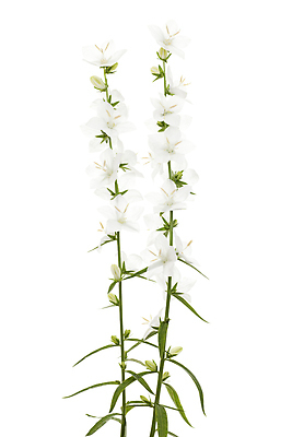 포토 JPG 해외이미지 식물 꽃잎 꽃 잎 2 자연 사람없음 흰색 흰배경 해외포토 컬러 백그라운드 생태계 파일형식 이미지허브