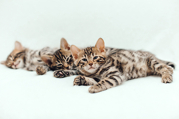 포토 JPG 해외이미지 동물 백그라운드 장난 포유류 자연 놀이 수염 주택 털 실내 동양인 사람없음 반려동물 뷰티 고양이 줄무늬 흰색 점 작음 담요 모피 호기심 부드러움 숯 솜털 불만 해외포토 감정 컬러 컨셉 무늬 인종 내부 건물 감각 크기 생태계 파일형식 이미지허브