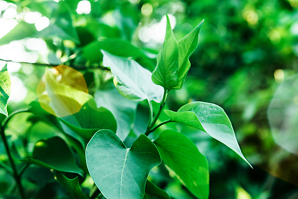 포토 JPG 해외이미지 나무 식물 계절 백그라운드 잎 모션 자연 하늘 추상 불꽃 풍경 사람없음 야외 초록색 여름 빛 햇빛 태양 뷰티 노란색 일출 환경 맑음 일몰 봄 광선 가을 나뭇가지 신선 소프트포커스 숲 에코 보케 느림 내추럴 블러 생태학 해외포토 자연요소 교육 컬러 무늬 불 날씨 촬영기법 노을 생태계 파일형식 이미지허브