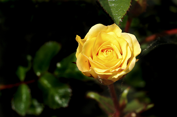 포토 JPG 해외이미지 식물 꽃잎 꽃 줄기 잎 자연 사람없음 초록색 장미 노란색 검은색 웹 유혹 거미 고립 해외포토 컬러 곤충 컨셉 인터넷 생태계 파일형식 이미지허브