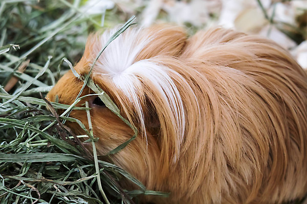 포토 JPG 해외이미지 동물 음식 백그라운드 포유류 자연 털 사람없음 반려동물 갈색 흰색 돼지 닫기 달콤 설치류 작음 코 고립 해외포토 컬러 모션 신체부위 맛 크기 생태계 파일형식 이미지허브