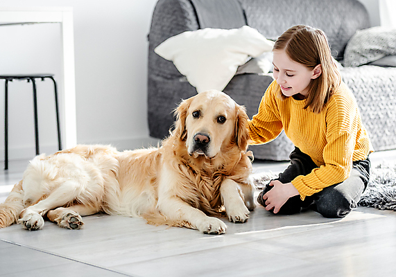 포토 JPG 해외이미지 전신 한마리 여자 반려견 여유 어린이 거실 휴식 함께함 실내 한명 옆모습 반려동물 소파 골든리트리버 강아지 무릎꿇기 소녀한명만 쓰다듬기 해외포토 동물 1 감정 뷰포인트 컨셉 의자 모션 사람 내부 개 리트리버 여자한명만 소녀만 파일형식 이미지허브