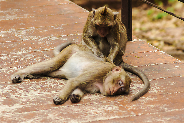 포토 JPG 해외이미지 동물 응시 아시아 야생동물 2 포유류 가족 태국 자연 털 건강 동물원 앉기 사람없음 목재 갈색 동남아시아 우정 회색 게 원숭이 작음 모피 먹기 몸단장 돌봄 해외포토 나무 시선 나라 컬러 재료 관계 모션 갑각류 친구 크기 생태계 파일형식 이미지허브