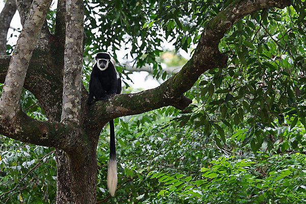 포토 JPG 해외이미지 나무 동물 야생동물 여행 포유류 아프리카 자연 파노라마 국립공원 종류 사람없음 야외 환경 시골 황무지 숲 생태계 내추럴 동물상 우간다 해외포토 식물 공원 나라 촬영기법 조형물 파일형식 이미지허브