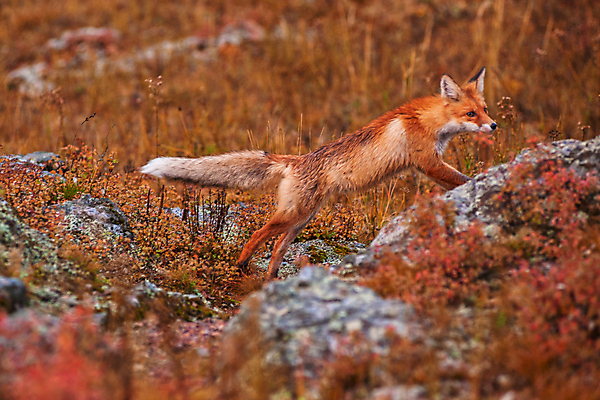 포토 JPG 해외이미지 주간 한마리 야생동물 사람없음 야외 아웃포커스 가을 소프트포커스 여우 해외포토 자연요소 동물 1 계절 포유류 촬영기법 파일형식 이미지허브