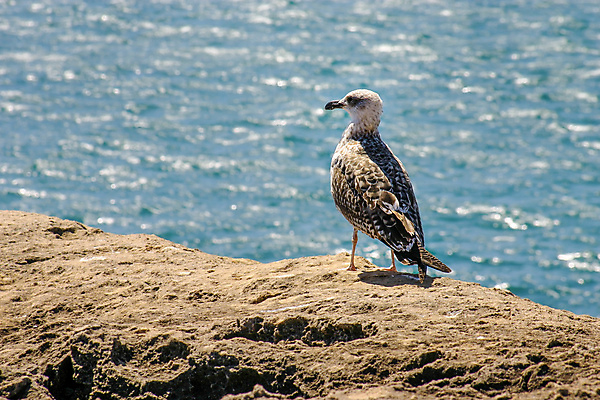 포토 JPG 해외이미지 동물 야생동물 바다 여행 날개 자연 갈매기 조류 휴가 따뜻함 사람없음 옆모습 물 여름 태양 검은색 미국 황혼 회색 바위 흰색 뜨거움 깃털 묘사 태평양 물새 내추럴 해외포토 자연요소 계절 뷰포인트 컬러 북아메리카 일몰 돌_바위 생태계 파일형식 이미지허브
