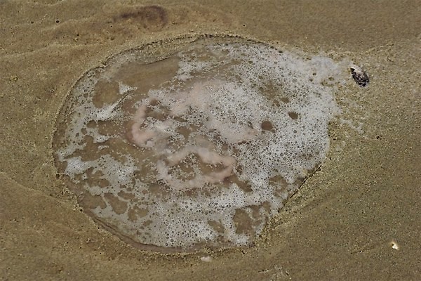 포토 JPG 해외이미지 동물 템플릿 야생동물 모래 바다 섬 여행 백그라운드 패턴 자연 조류 사람없음 야외 모래사장 흰색 닫기 해파리 해외포토 컬러 무늬 모션 자포동물 생태계 파일형식 이미지허브