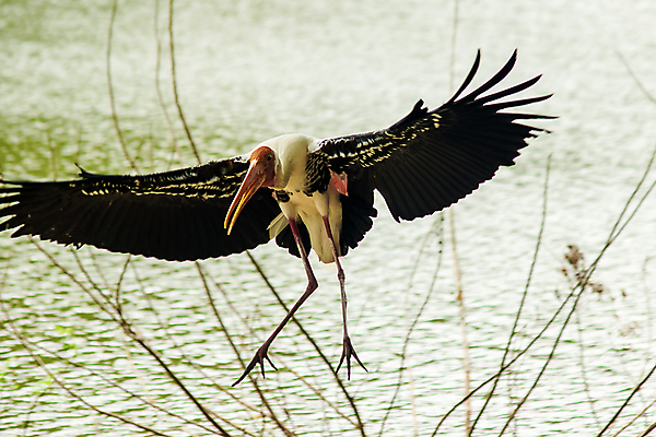포토 JPG 해외이미지 동물 공원 호수 야생동물 바다 백그라운드 날개 자연 갈매기 조류 하늘 오리 동물원 서기 사람없음 야외 초록색 물 파란색 뷰티 머리 검은색 자유 흰색 연못 그리기 둥지 큼 펠리컨 사파리 깃털 부리 목 거위 내추럴 황새 해외포토 자연요소 공공시설 컬러 컨셉 모션 신체부위 크기 생태계 파일형식 이미지허브