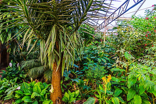 포토 JPG 해외이미지 나무 식물 화초 백그라운드 잎 노래 아프리카 자연 주택 종류 사람없음 장식 초록색 노란색 정원 나뭇가지 인도인 원예 상록수 마다가스카르 이국적 인기 자메이카 세련 해외포토 외국인 나라 음악 컬러 북아메리카 동양인 취미 건물 생태계 파일형식 이미지허브