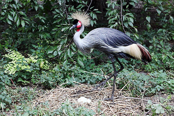 포토 JPG 해외이미지 동물 1 응시 야생동물 포즈 백그라운드 날개 자연 조류 생물 서기 사람없음 옆모습 빨간색 머리 걷기 환경 검은색 흙 회색 우아함 둥지 보호 큼 자르기 가득함 깃털 기중기 부리 슛 길이 캡모자 테마 해외포토 모자_잡화 시선 뷰포인트 컬러 컨셉 모션 신체부위 중장비 크기 생태계 파일형식 이미지허브