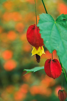 포토 JPG 해외이미지 식물 디자인 꽃 줄기 분홍색 백그라운드 잎 꽃무늬 휴식 매달리기 사람없음 장식 빨간색 초록색 정원 활발 회색 성장 벚꽃 종 등불 램프 개화 허브 싱글 유기농 원예 보케 부드러움 상록수 내추럴 우루과이 이국적 캄파눌라 해외포토 웰빙 컬러 컨셉 무늬 모션 조명 취미 감각 남아메리카 파일형식 이미지허브