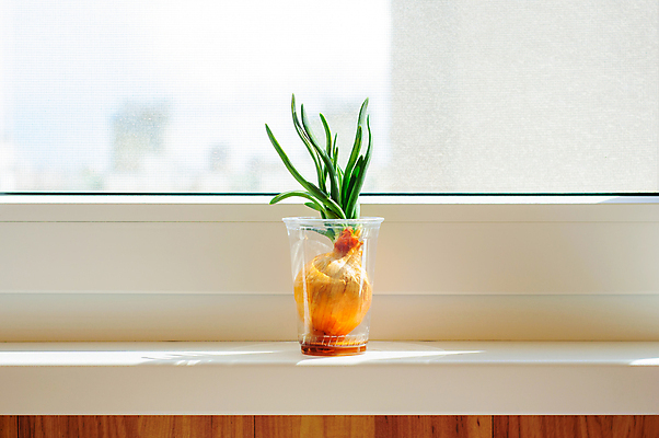 포토 JPG 해외이미지 식물 음식 다이어트 채소 재료 전구 유리 양파 휴식 아파트 주택 건강 취미 사람없음 초록색 물 성장 발코니 신선 도시 절약 생태계 원예 채식 뿌리 내추럴 돌봄 숙성 필요 해외포토 자연요소 컬러 컨셉 모션 재질 건물 파일형식 이미지허브