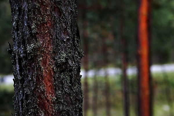 포토 JPG 해외이미지 나무 식물 계절 잎 자연 아침 풍경 사람없음 야외 목재 장식 가로 초록색 여름 크리스마스트리 환경 나뭇가지 시골 신선 소나무 바늘 황무지 숲 질감 러시아 장면 상록수 침엽수 마법 전나무 원뿔 내추럴 시베리아 가문비나무 해외포토 주간 도형 유럽 컬러 크리스마스 재료 도구 생태계 파일형식 이미지허브