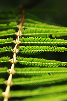 포토 JPG 해외이미지 나무 식물 건축물 계절 백그라운드 잎 패턴 오렌지 자연 골격 손바닥 사람없음 야외 초록색 파란색 빛 뷰티 환경 봄 가을 나뭇가지 신선 숲 묘사 유기농 질감 섬유 정맥 대각선 내추럴 생태학 채식주의자 해외포토 손 웰빙 교육 건축 선 컬러 무늬 과일 직물 생태계 채식 혈관 파일형식 이미지허브
