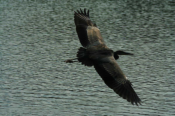 포토 JPG 해외이미지 동물 야생동물 파충류 자연 조류 동물원 개구리 어류 사람없음 물 거북이 목 해외포토 자연요소 양서류 신체부위 수중동물 생태계 파일형식 이미지허브