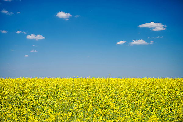 포토 JPG 해외이미지 주간 꽃밭 자연 하늘 사람없음 야외 봄 유채 유채밭 해외포토 자연요소 계절 꽃 밭 생태계 파일형식 이미지허브