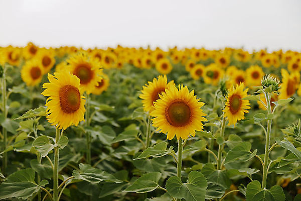 포토 JPG 해외이미지 주간 해바라기 사람없음 야외 해외포토 자연요소 꽃 파일형식 이미지허브
