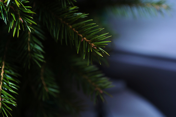 포토 JPG 해외이미지 나무 식물 템플릿 전통 배너 계절 백그라운드 크리스마스 겨울 자연 휴가 새로움 사람없음 목재 장식 초록색 우주 검은색 어둠 공백 수확 흰색 나뭇가지 축하 소나무 분위기 우아함 숲 연도 에코 초대 장면 상록수 침엽수 전나무 내추럴 카피스페이스 국경 해외포토 기념일 컬러 컨셉 농업 재료 환경 생태계 파일형식 이미지허브