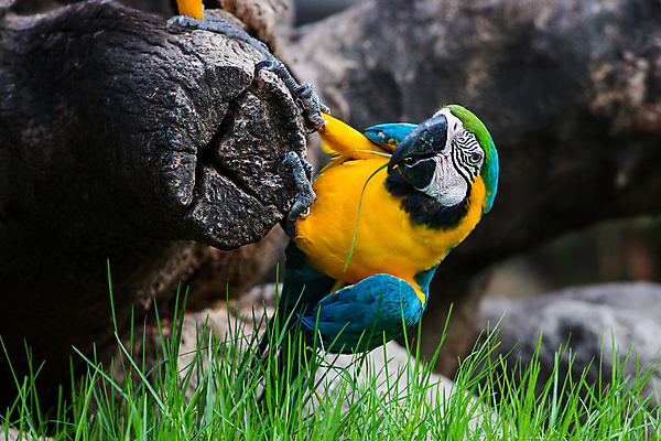 포토 JPG 해외이미지 동물 커플 야생동물 백그라운드 2 날개 자연 조류 함께함 사람없음 옆모습 초록색 파란색 반려동물 컬러풀 노란색 자유 코트 열대우림 스마트 깃털 부리 앵무새 멸종 내추럴 고립 마카오 무료 혼자 해외포토 뷰포인트 컬러 컨셉 관계 외투 숲 생태계 파일형식 이미지허브