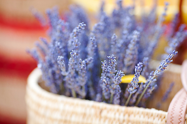 포토 JPG 해외이미지 식물 계절 꽃잎 꽃 꽃다발 백그라운드 자연 휴식 사람없음 야외 목재 장식 가로 초록색 여름 뷰티 약 농장 머리 바구니 보라색 스파 침대 신선 시장 다발 소중 허브 묘사 싱글 유기농 향기 냄새 멀리 테라피 라벤더 불쾌함 남쪽 전경 해외포토 나무 웰빙 감정 컬러 가구 컨셉 농업 재료 의학 풍경 신체부위 방향 생태계 파일형식 탑뷰 이미지허브