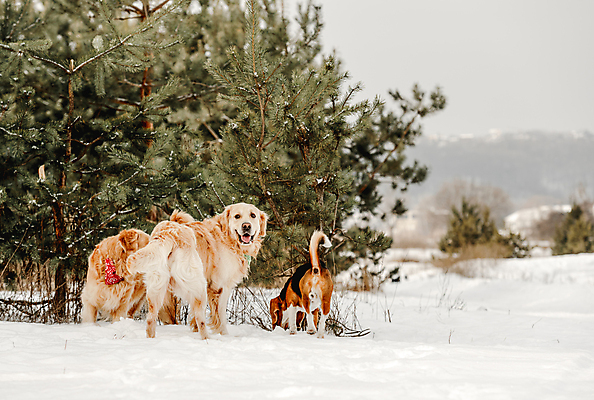 포토 JPG 해외이미지 나무 겨울 자연 사람없음 야외 설원 산책 추위 골든리트리버 강아지 비글 해외포토 식물 계절 휴식 눈_날씨 반려동물 개 리트리버 생태계 파일형식 이미지허브