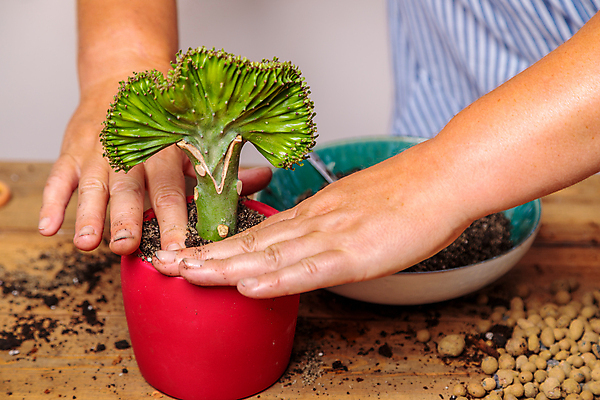 포토 JPG 해외이미지 손 꽃잎 화분 화초 잎 탁자 실내 취미 신체부위 흙 물뿌리기 심기 해외포토 식물 꽃 가구 모션 사람 내부 파일형식 이미지허브