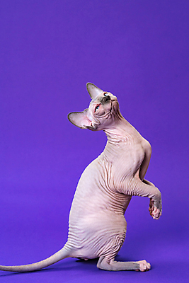 포토 JPG 해외이미지 스튜디오촬영 동물 한마리 여자 포유류 앉기 사람없음 옆모습 파란색 반려동물 머리 고양이 올려보기 흰색 주름 피부 호기심 코 꼬리 귀 목 기르기 유래 카피스페이스 해외포토 1 감정 뷰포인트 컬러 컨셉 모션 실내 사람 신체부위 공백 돌봄 파일형식 이미지허브