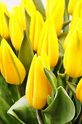 포토 JPG 해외이미지 식물 계절 기념일 꽃잎 꽃 줄기 꽃다발 백그라운드 잎 꽃무늬 자연 휴가 부활절 발렌타인데이 선물 사랑 이벤트 사람없음 장식 초록색 뷰티 노란색 머리 놀람 봄 활발 튤립 벚꽃 축하 생일 그룹 날짜 성자 큼 다발 질감 S 많음 해외포토 알파벳 감정 종교 컬러 컨셉 무늬 데이이벤트 표정 신체부위 크기 생태계 파일형식 이미지허브