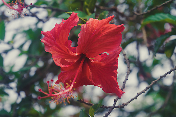 포토 JPG 해외이미지 자연 사람없음 야외 빨간색 나뭇가지 풀잎 히비스커스 해외포토 나무 꽃 컬러 잎 풀_식물 생태계 파일형식 이미지허브