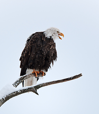 포토 JPG 해외이미지 주간 야생동물 사람없음 야외 나뭇가지 독수리 흰머리독수리 해외포토 자연요소 나무 동물 조류 파일형식 이미지허브