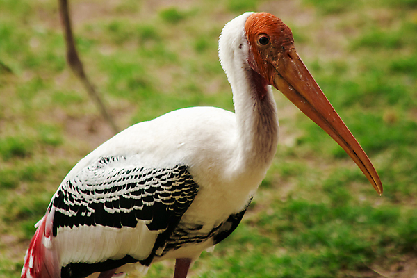 포토 JPG 해외이미지 동물 응시 시선 아시아 얼굴 야생동물 백그라운드 오렌지 포유류 자연 털 사람없음 뷰티 머리 검은색 고양이 줄무늬 분노 흰색 표현 호랑이 위험 큼 사파리 사냥 육식동물 사냥꾼 멸종 표범 공격적 시베리아 해외포토 직업 감정 나라 컬러 컨셉 무늬 과일 신체부위 반려동물 크기 생태계 파일형식 이미지허브