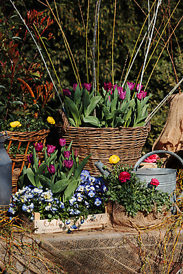 포토 JPG 해외이미지 식물 디자인 외관 꽃 분홍색 꽃다발 꽃무늬 자연 탁자 부활절 선물 사랑 사람없음 목재 장식 초록색 컬러풀 뷰티 장미 바구니 정원 봄 튤립 성장 벚꽃 흰색 시골 신선 개화 캔 냄비 컨테이너 제비꽃 원예 내추럴 고립 물뿌리기 해외포토 나무 계절 기념일 감정 산업 컬러 가구 무늬 재료 모션 취미 솥 생태계 파일형식 이미지허브