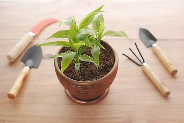 포토 JPG 해외이미지 식물 계절 자연 탁자 씨앗 사람없음 목재 초록색 봄 장비 물뿌리개 성장 흰색 도구 공구 업무 배열 삽 원예 돌봄 수목 해외포토 나무 컬러 가구 재료 모션 취미 작업 생태계 파일형식 이미지허브
