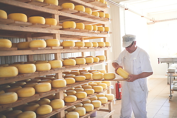 포토 JPG 해외이미지 응시 노년 남자 공장 노동자 치즈 선반 쟁반 작업복 한명 들기 상반신 앞모습 제조 만들기 수납 전통방식 노인남자한명만 해외포토 직업 1 전통 시선 옷 뷰포인트 가구 공업 모션 유제품 사람 성인 남자한명만 노인남자만 파일형식 이미지허브