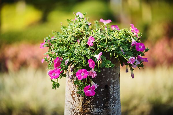포토 JPG 해외이미지 식물 외관 꽃 행복 화분 벽 분홍색 백그라운드 꽃무늬 창문 자연 벽돌 주택 사람없음 건물 장식 초록색 상자 컬러풀 마을 정원 봄 이탈리아 성장 흰색 시골 개화 달콤 냄비 컨테이너 지중해 묘사 옛날 피튜니아 해외포토 건축물 계절 감정 유럽 산업 바다 컬러 무늬 맛 솥 생태계 파일형식 이미지허브