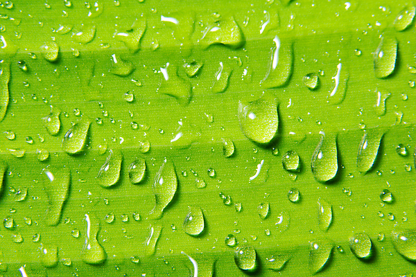 포토 JPG 해외이미지 식물 백그라운드 잎 자연 사람없음 초록색 물 환경 젖음 물방울 신선 닫기 떨어짐 이슬 내추럴 해외포토 자연요소 컬러 컨셉 모션 생태계 파일형식 이미지허브