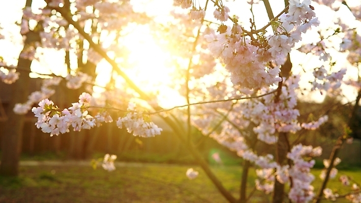 포토 JPG 해외이미지 나무 식물 계절 공원 꽃잎 꽃 분홍색 백그라운드 잎 꽃무늬 과일 자연 하늘 바람 사람없음 야외 초록색 파란색 빛 뷰티 정원 일본 침묵 봄 활발 낭만 수확 성장 벚꽃 나뭇가지 시골 신선 개화 체리 닫기 원예 내추럴 국경 해외포토 자연요소 공공시설 아시아 컬러 컨셉 무늬 농업 모션 날씨 취미 소리 생태계 파일형식 이미지허브