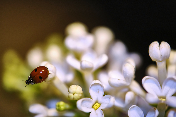포토 JPG 해외이미지 식물 동물 꽃잎 꽃 곤충 백그라운드 잎 꽃무늬 자연 초원 사람없음 야외 아웃포커스 가로 빨간색 초록색 여름 파란색 컬러풀 태양 뷰티 환경 정원 보라색 봄 벚꽃 점 개화 벌레 작음 제비꽃 딱정벌레 무당벌레 라일락 내추럴 해외포토 자연요소 계절 컬러 무늬 촬영기법 크기 생태계 파일형식 이미지허브