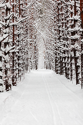 포토 JPG 해외이미지 나무 길 겨울 자연 풍경 사람없음 야외 눈 숲 가로수 해외포토 자연요소 식물 계절 날씨 생태계 파일형식 이미지허브