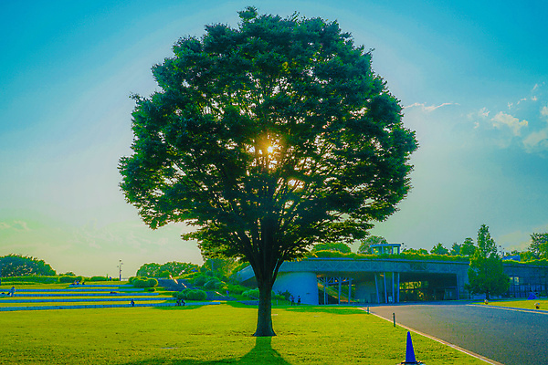 포토 JPG 해외이미지 식물 공원 실루엣 백그라운드 잎 오렌지 자연 하늘 그림자 사람없음 목재 초록색 빛 태양 일본 맑음 일몰 도쿄 저녁 해외포토 자연요소 나무 공공시설 아시아 컬러 과일 재료 날씨 촬영기법 노을 야간 생태계 파일형식 이미지허브