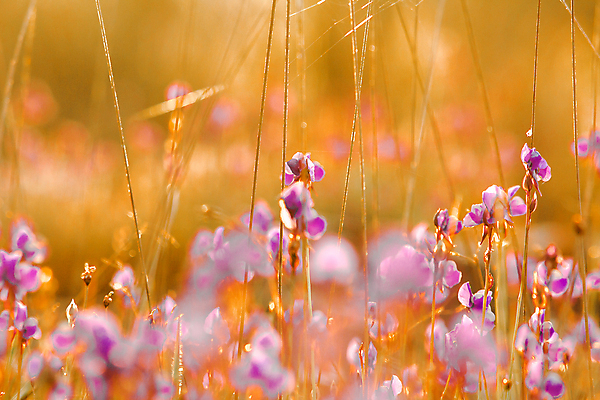 포토 JPG 해외이미지 주간 꽃 자연 사람없음 야외 아웃포커스 봄 소프트포커스 해외포토 자연요소 식물 계절 촬영기법 생태계 파일형식 이미지허브